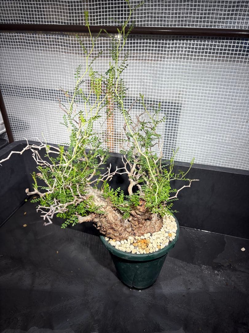 良形 中株 （パキプス）／発根済／双頭気味・塊根迫力◎／枝ぶり豊富