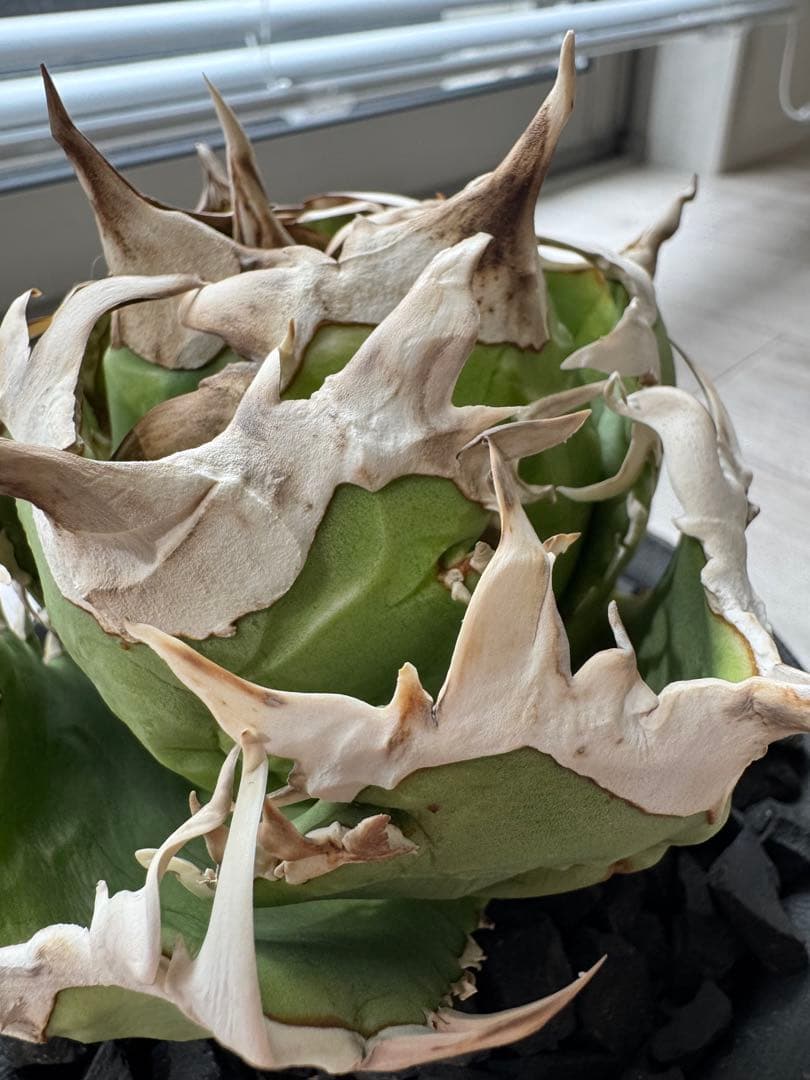 ジュン　アガベ　チタノタ　コック cok cg01 追星　親株