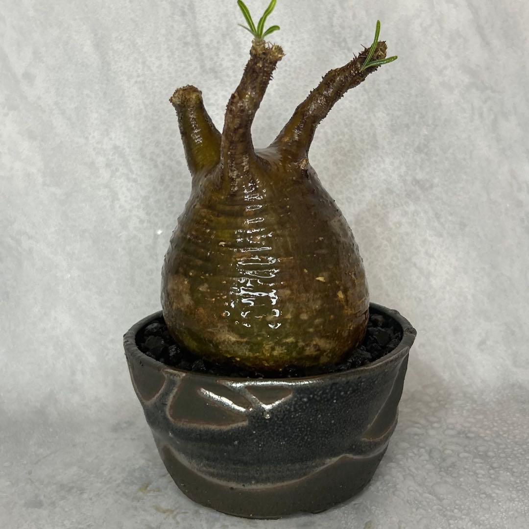 【1/13(火)限定価格】パキポディウム グラキリス 4.5号鉢入り(信楽焼)