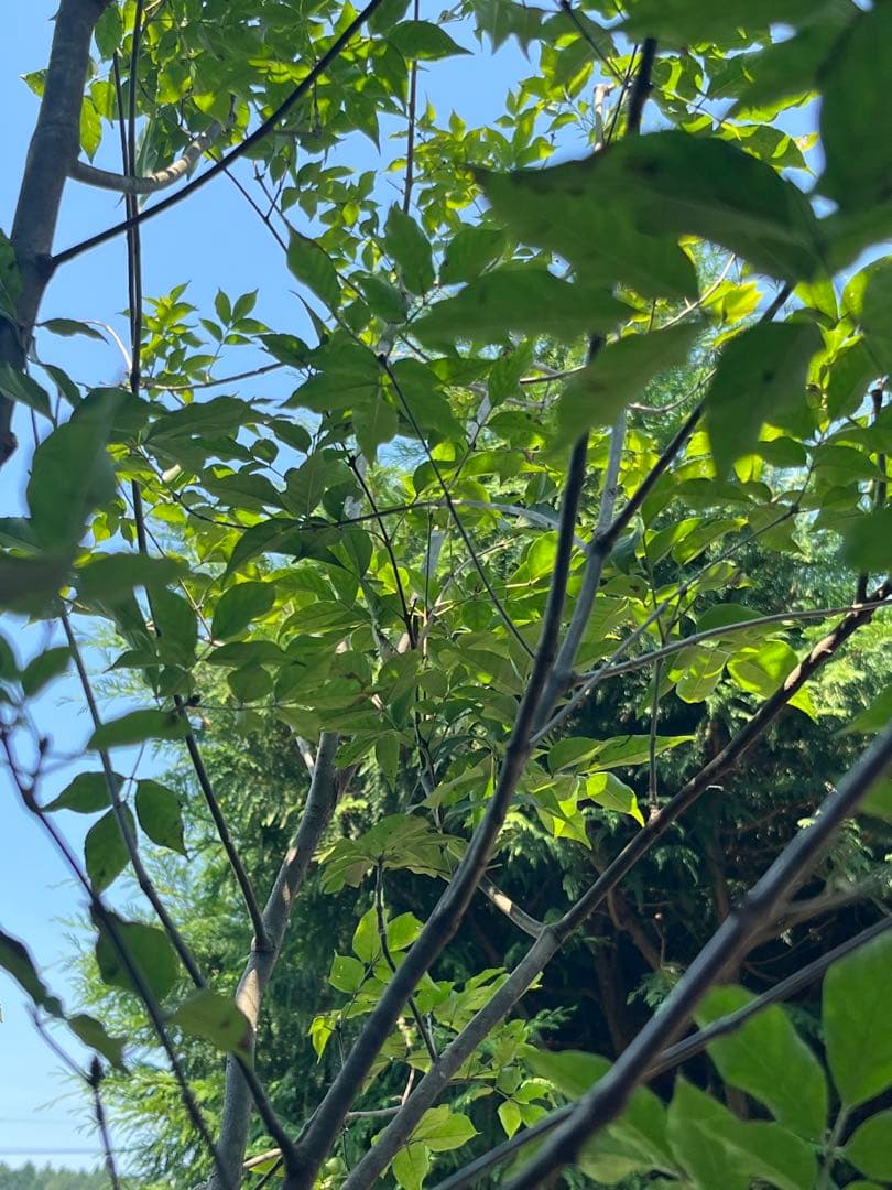 山採り天然　アオダモ　4本立ち　100