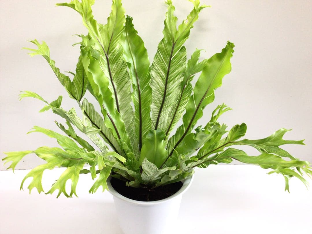 ⑤変葉木様お纏め専用商品‼︎ 斑入りアスプレニウム・ニダスバリエガータ6号鉢