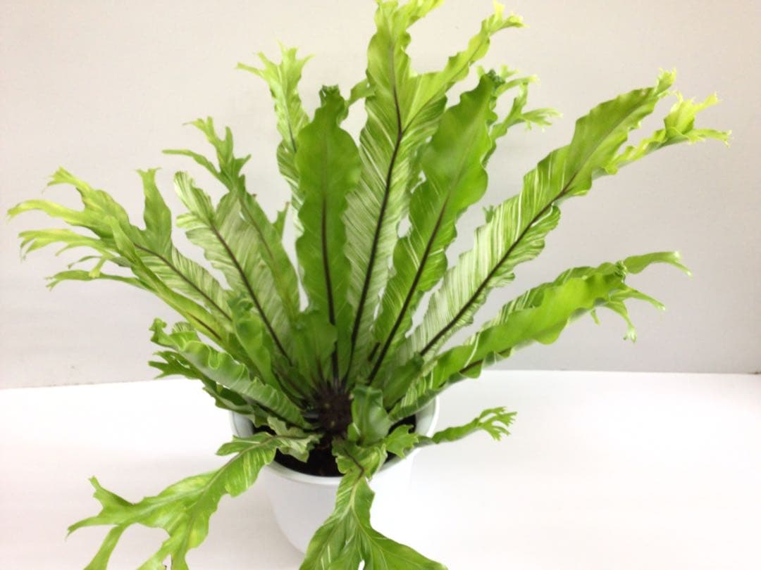 ⑤変葉木様お纏め専用商品‼︎ 斑入りアスプレニウム・ニダスバリエガータ6号鉢