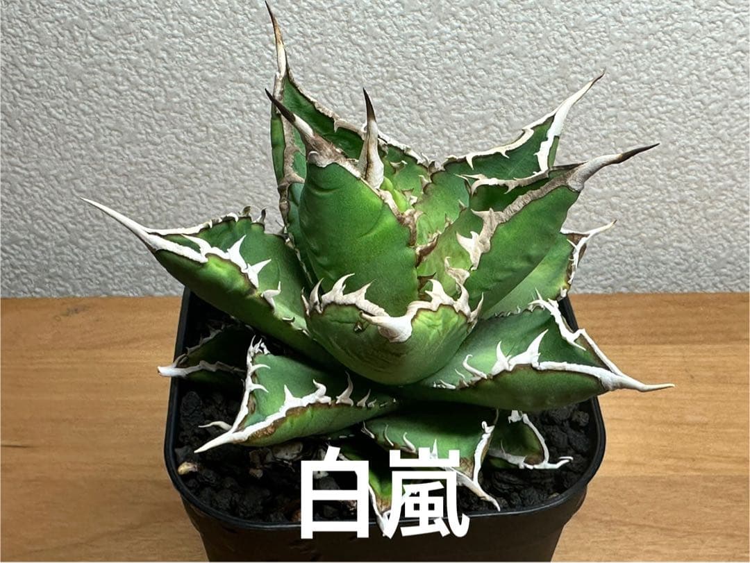 アガベ チタノタ 白嵐 極上株