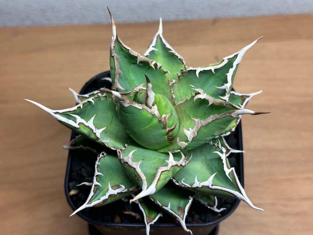 アガベ チタノタ 白嵐 極上株