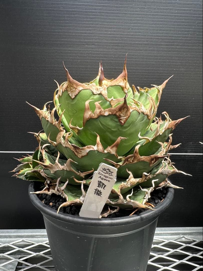 シーザー子株３株セット