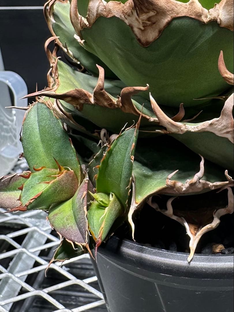 シーザー子株３株セット