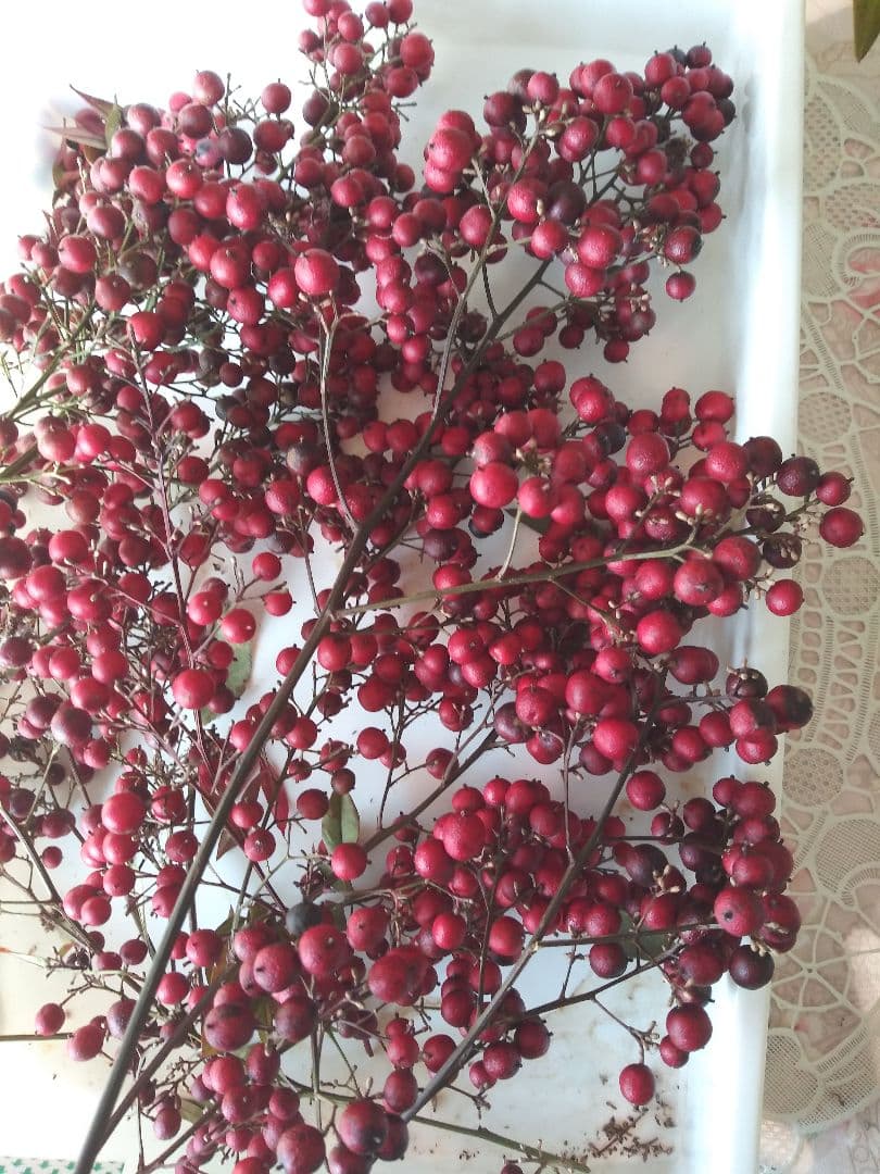 ナンテン　南天