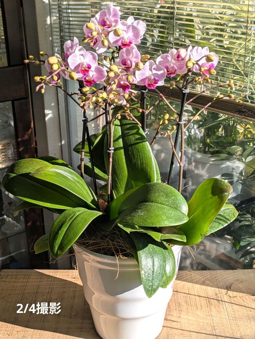 160輪　椎名洋蘭　小輪系胡蝶蘭　シャオユウ