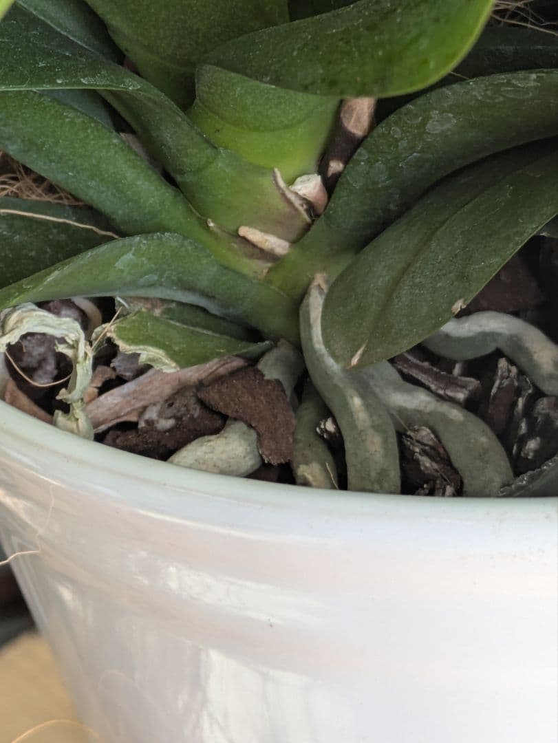 160輪　椎名洋蘭　小輪系胡蝶蘭　シャオユウ