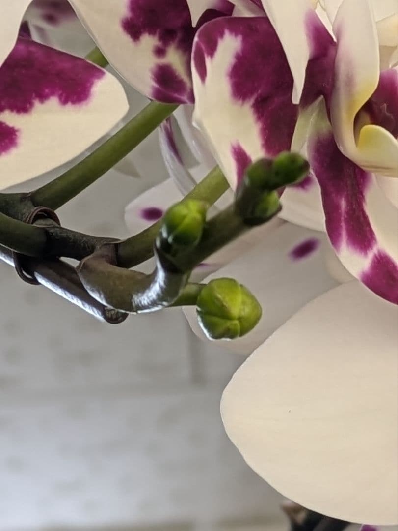 160輪　椎名洋蘭　小輪系胡蝶蘭　シャオユウ