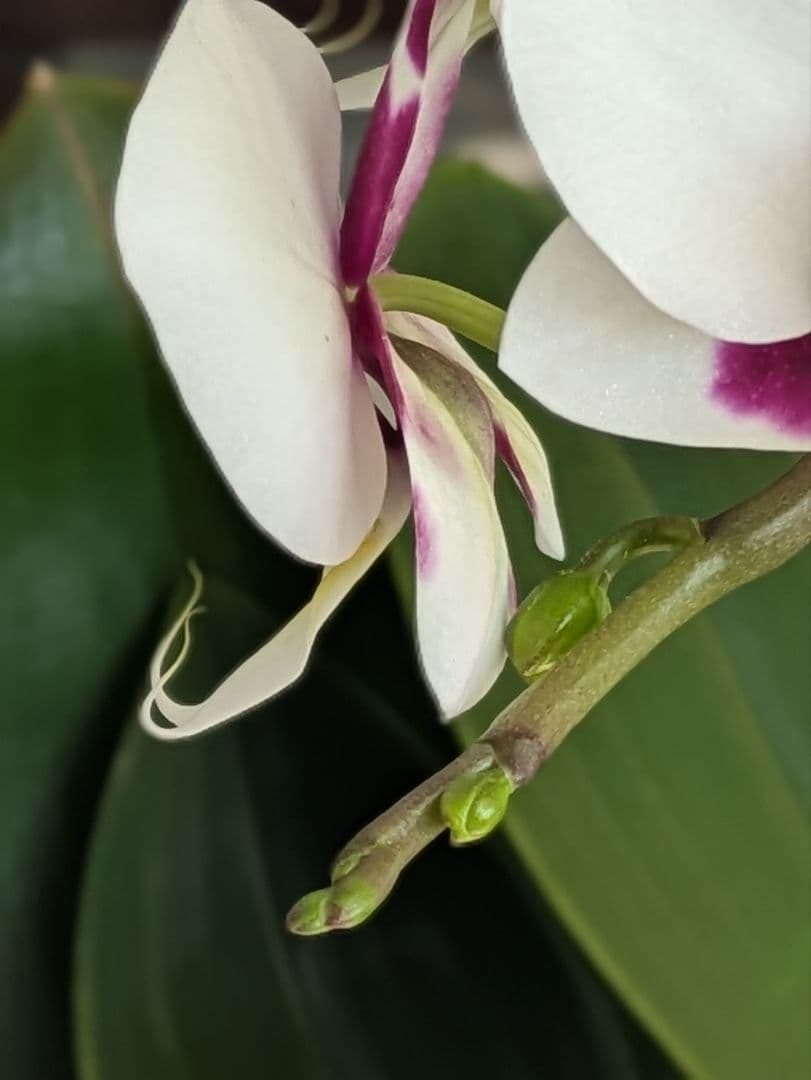 160輪　椎名洋蘭　小輪系胡蝶蘭　シャオユウ