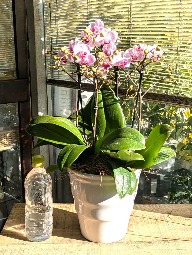 160輪　椎名洋蘭　小輪系胡蝶蘭　シャオユウ