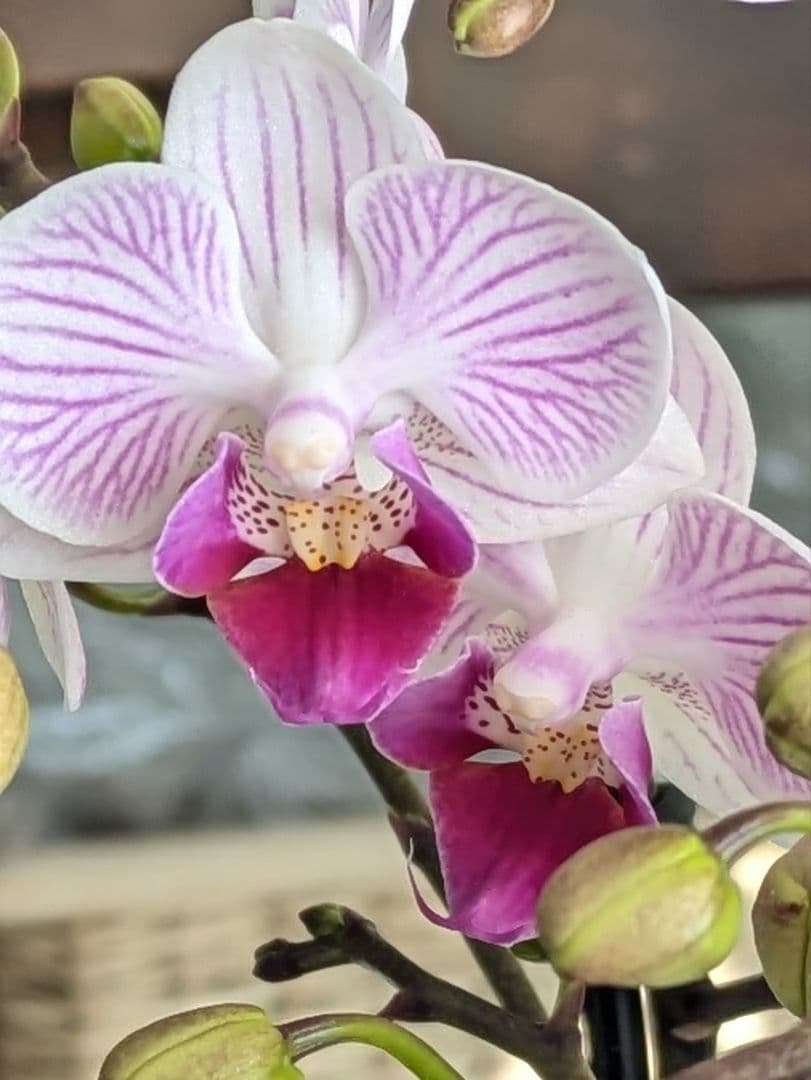 160輪　椎名洋蘭　小輪系胡蝶蘭　シャオユウ