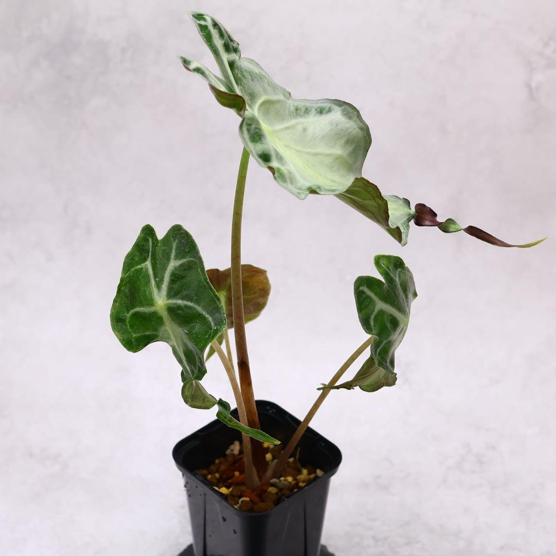 ゆ*い様 アロカシア ヴェノム