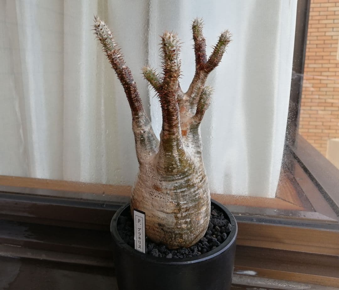 グラキリス現地球 ✮週末セール✮2500円引き