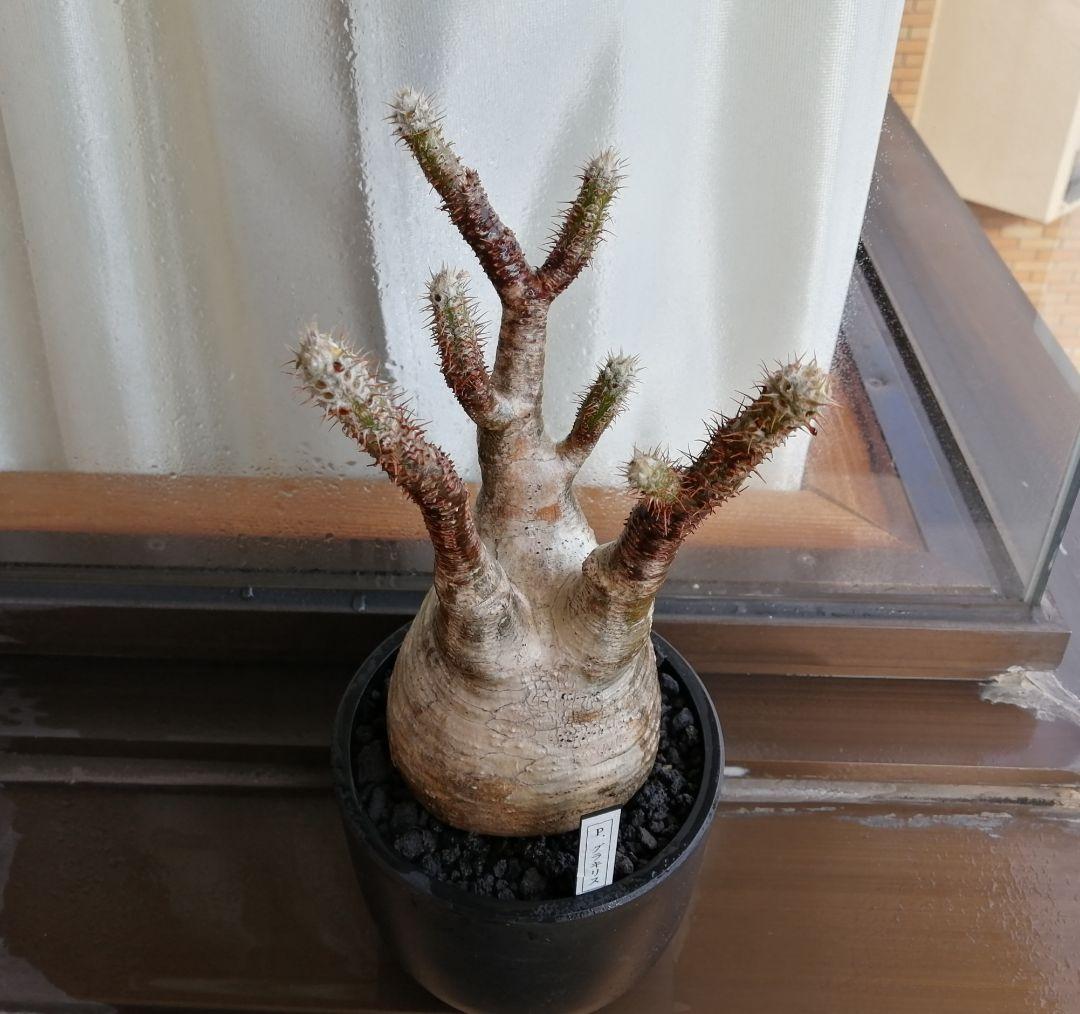 グラキリス現地球 ✮週末セール✮2500円引き