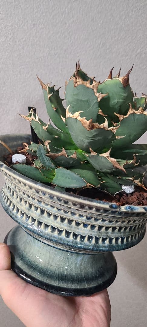 [一週間最終値下げ]アガベ チタノタ ドワーフ 大株