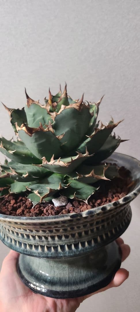 [一週間最終値下げ]アガベ チタノタ ドワーフ 大株