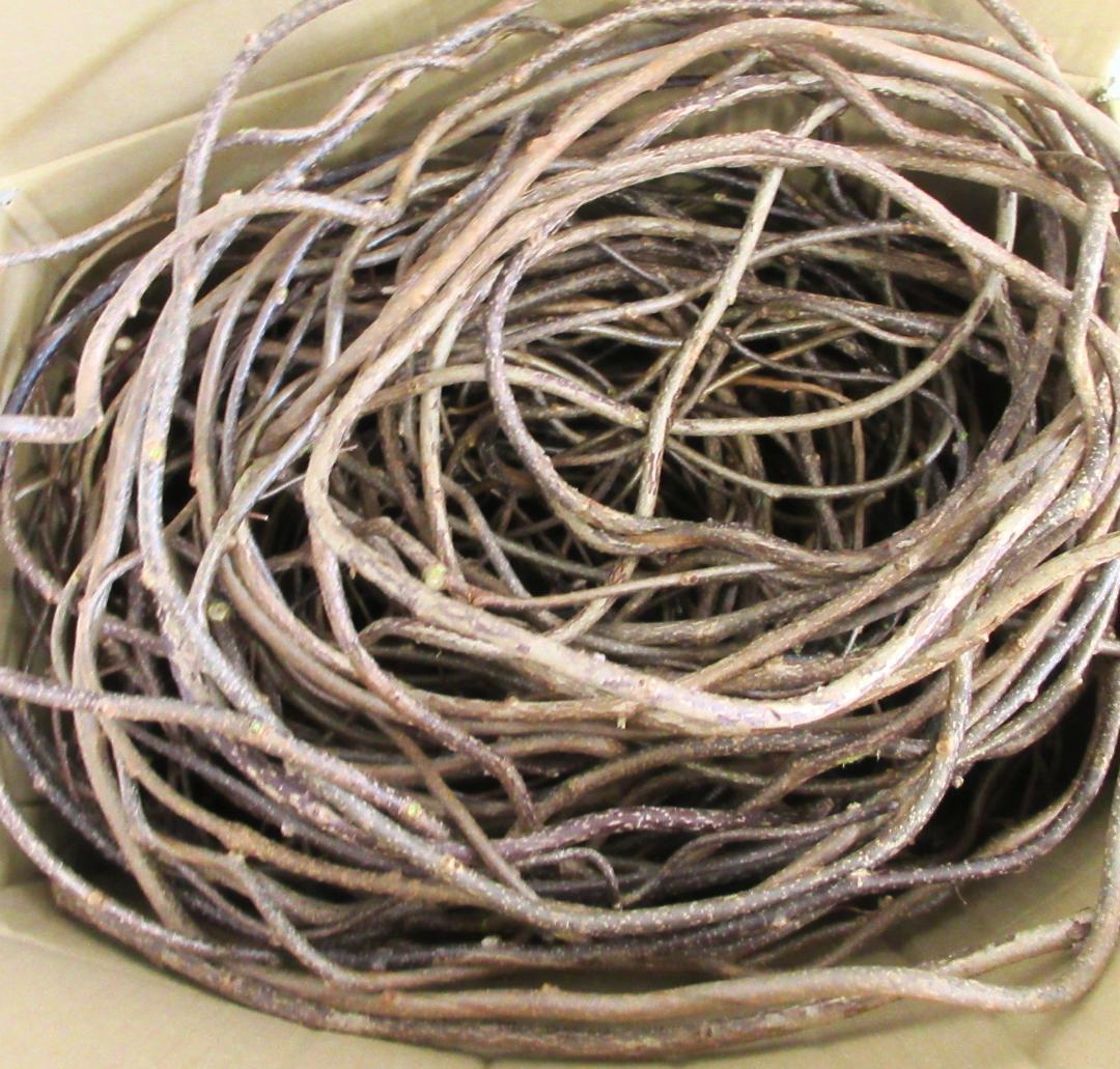 リース材料　蔓　キウイ近縁種　120サイズ　TK⑰　※「自然素材」盗用お断り