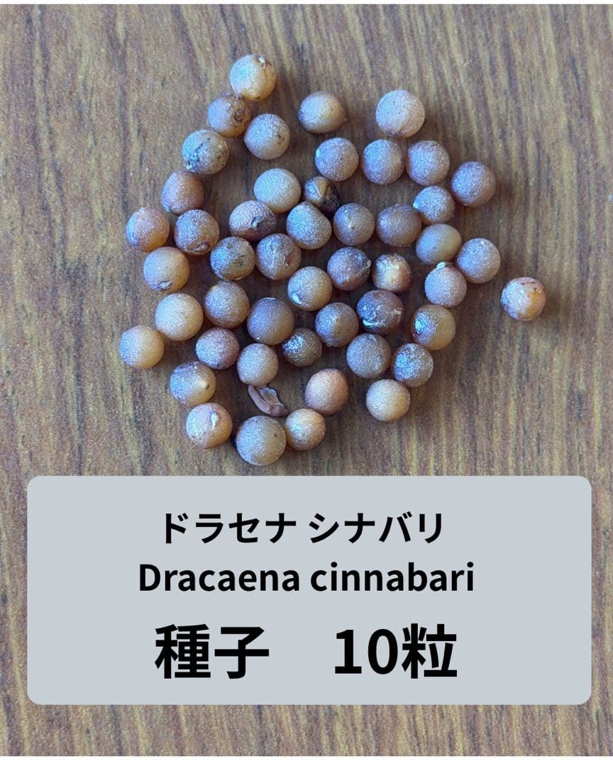 ドラセナシナバリ種子10粒