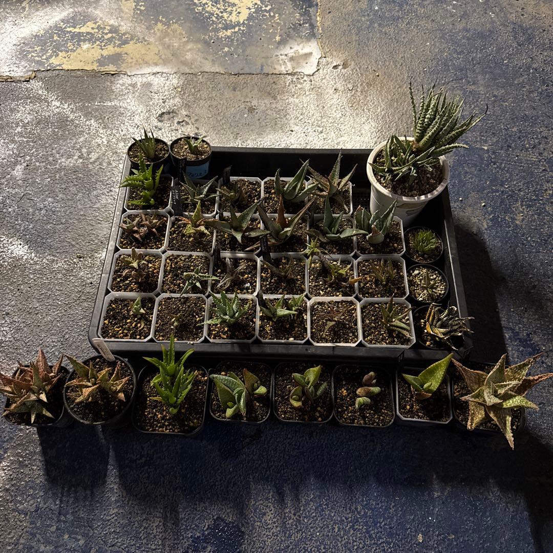 アロエ　ハオルチア　全てセット