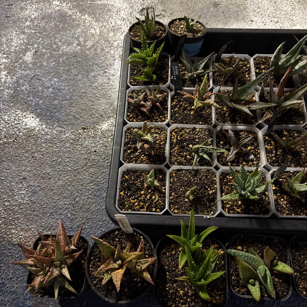 アロエ　ハオルチア　全てセット