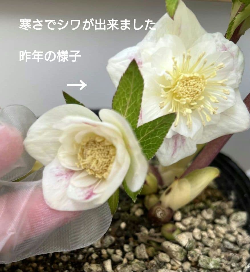 クリスマスローズ苗　プリマヴェーラホワイトゴールド　ラージsd　星型に開くタイプ