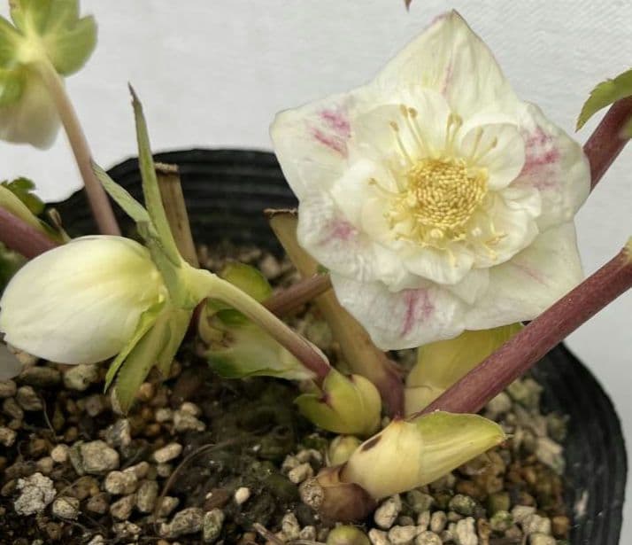 クリスマスローズ苗　プリマヴェーラホワイトゴールド　ラージsd　星型に開くタイプ