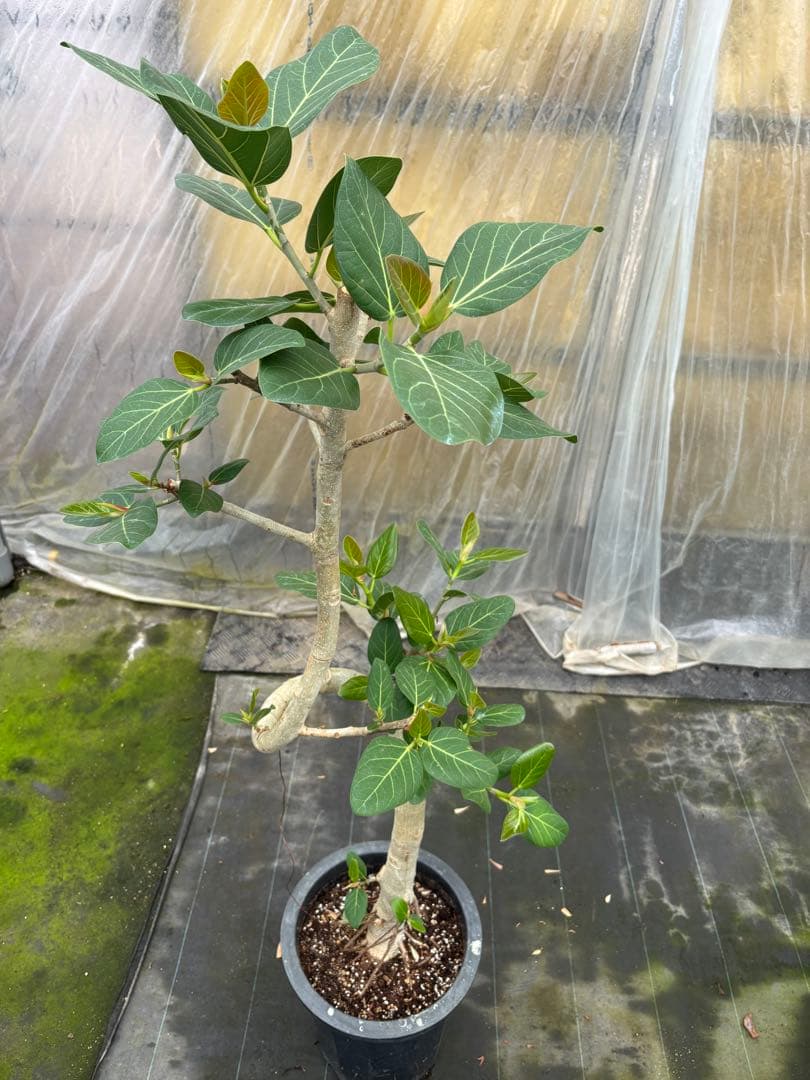 螺旋状ベンガレンシス　10号　約1.5メートル　現品