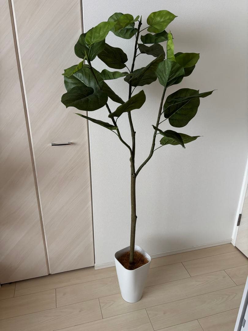 ウンベラータ 造花 フェイクグリーン フィカス 150cm