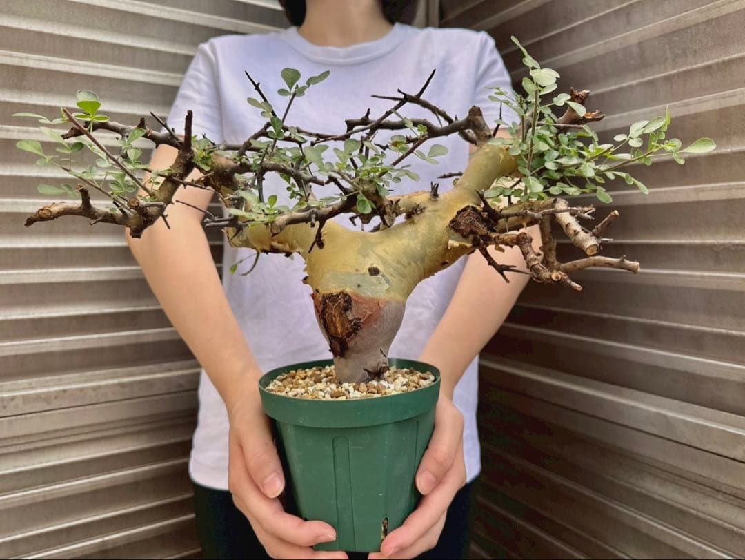 コミフォラ カタフ ターカネンシス 大株 良形 コレクション