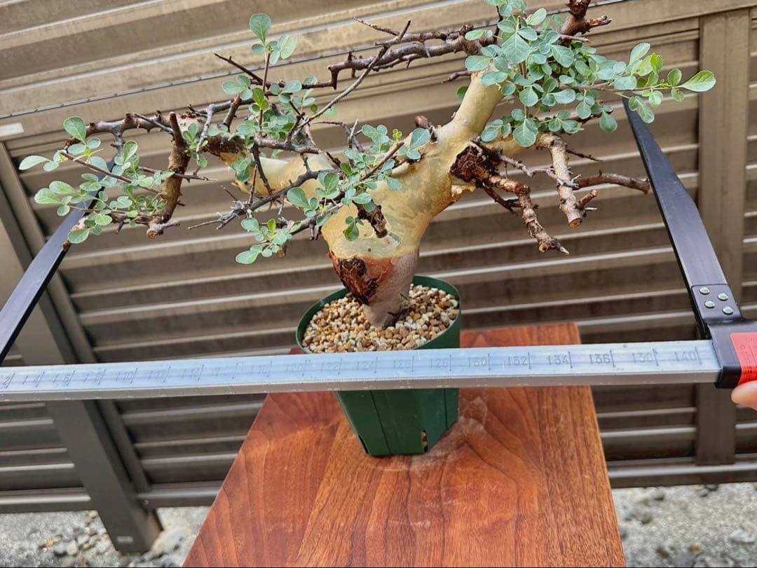 コミフォラ カタフ ターカネンシス 大株 良形 コレクション