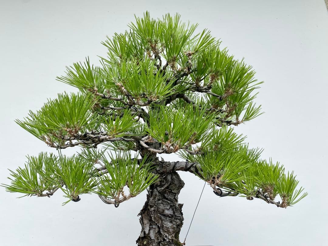 白木盆栽園　黒松　樹高43センチ　盆栽黒松赤松五葉松真柏雑木趣味観葉植物