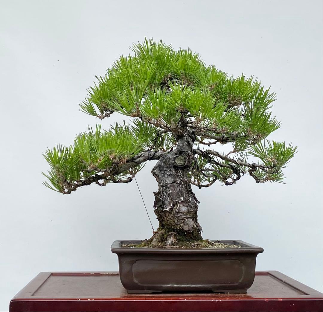 白木盆栽園　黒松　樹高43センチ　盆栽黒松赤松五葉松真柏雑木趣味観葉植物