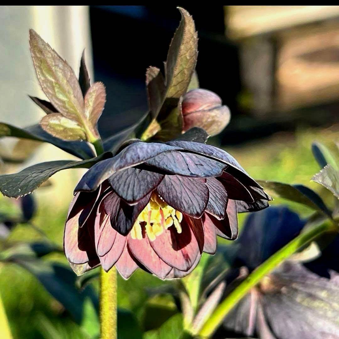 の*ん様 ☘️極上☘️蕾付き☘️タグ付き☘️3385⭐️TINKERBELL H