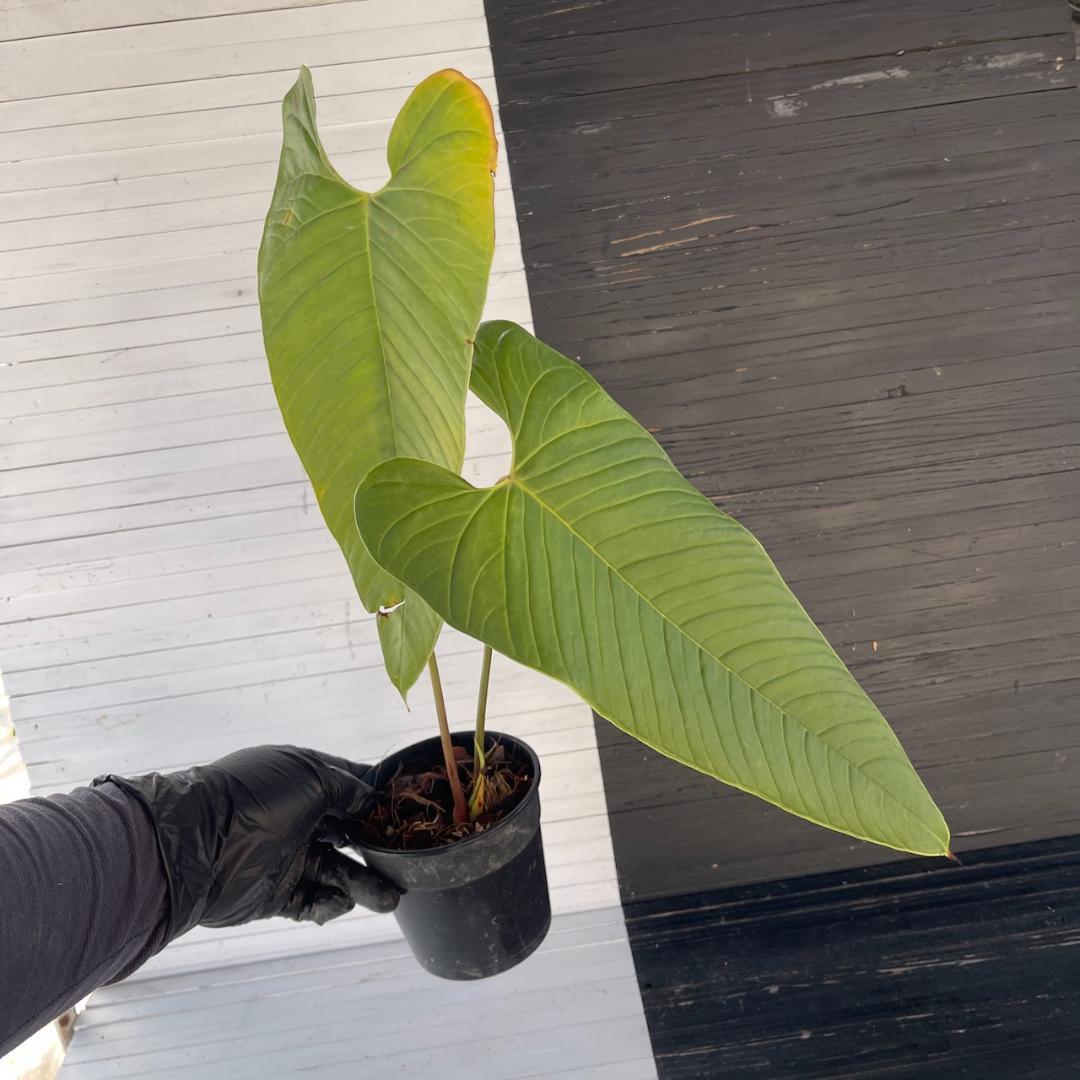 アンスリウム トレムラム アンディナム