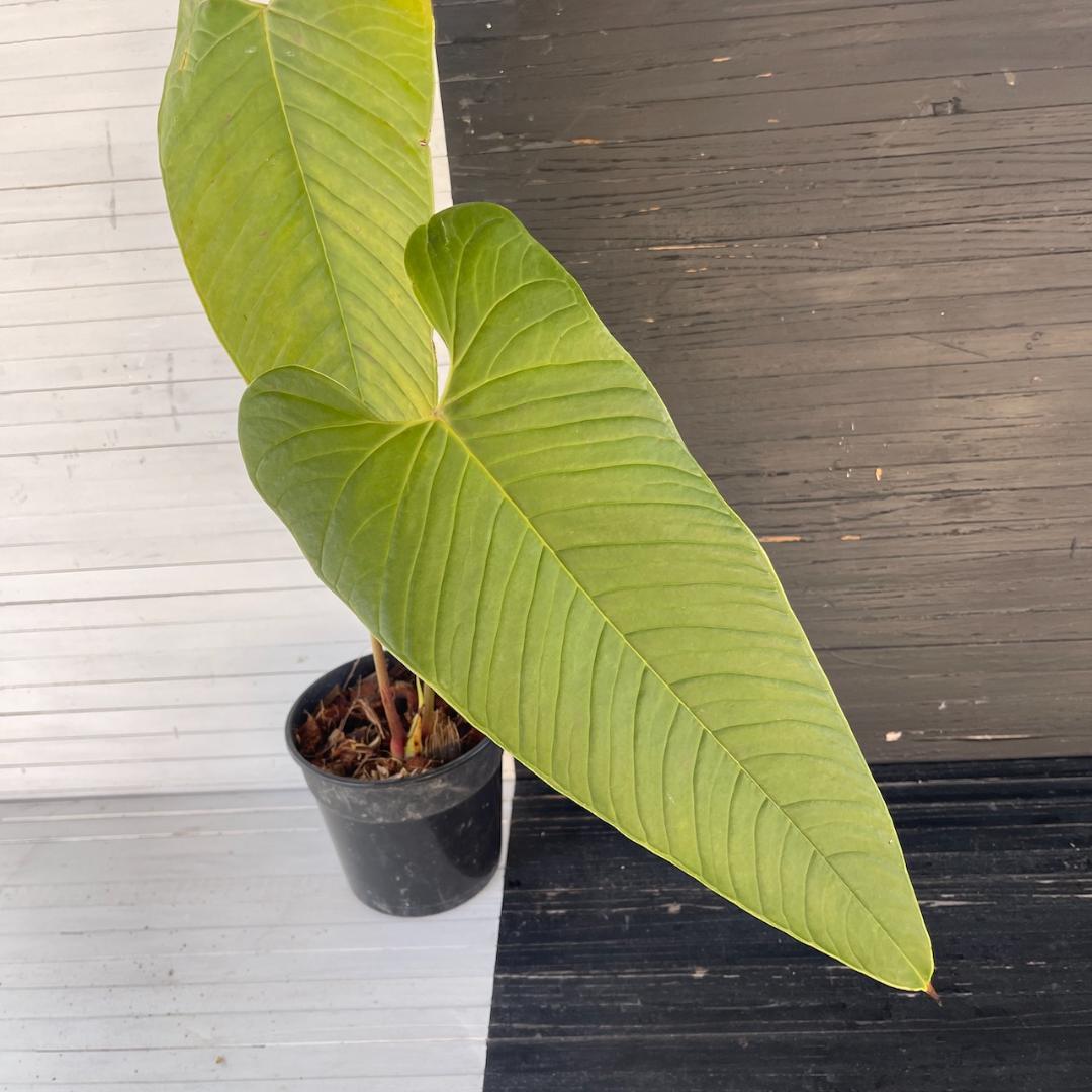 アンスリウム トレムラム アンディナム