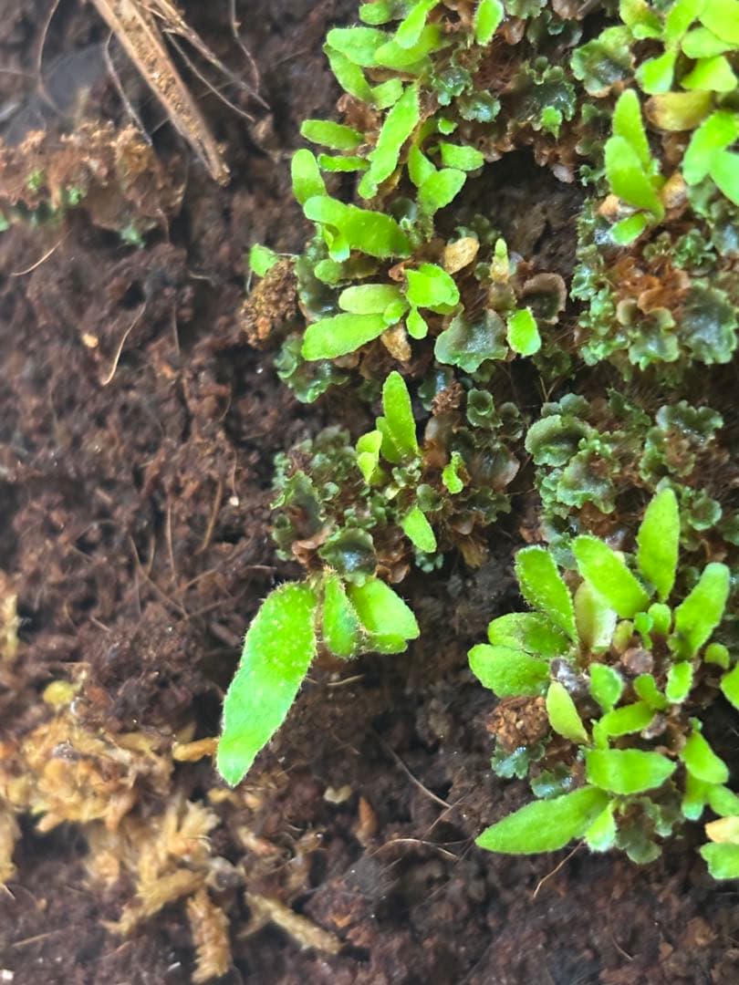 mew spore 胞子体20株＋発芽していない前葉体＋タグ