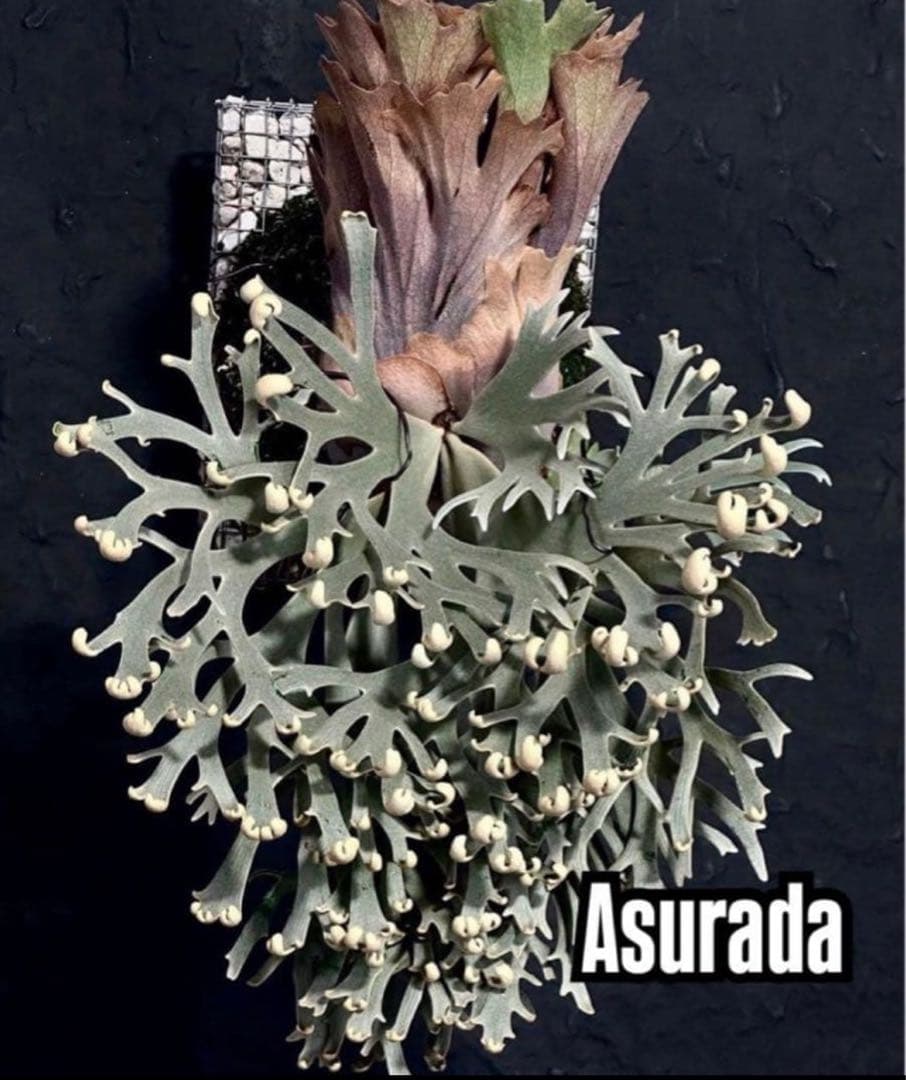 ビカクシダ　アスラダ willinckii asurada sporeling