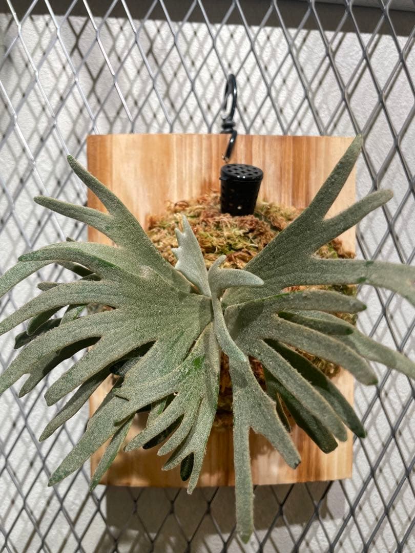 ビカクシダ　アスラダ willinckii asurada sporeling