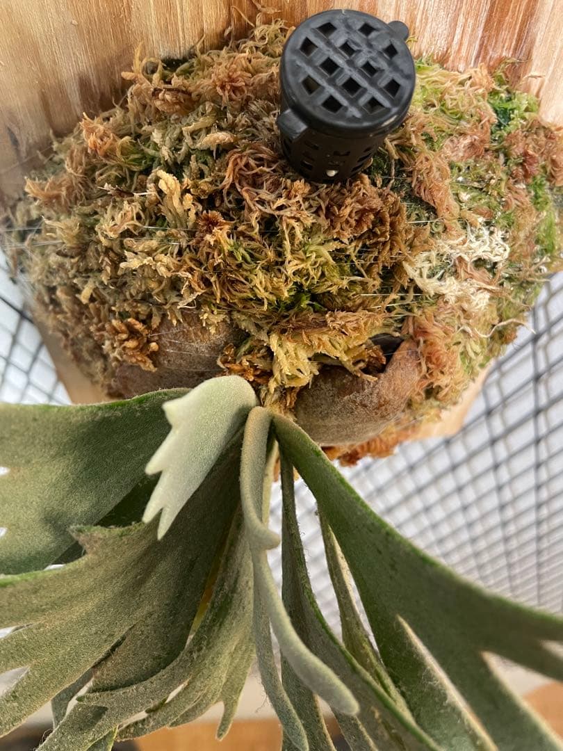 ビカクシダ　アスラダ willinckii asurada sporeling