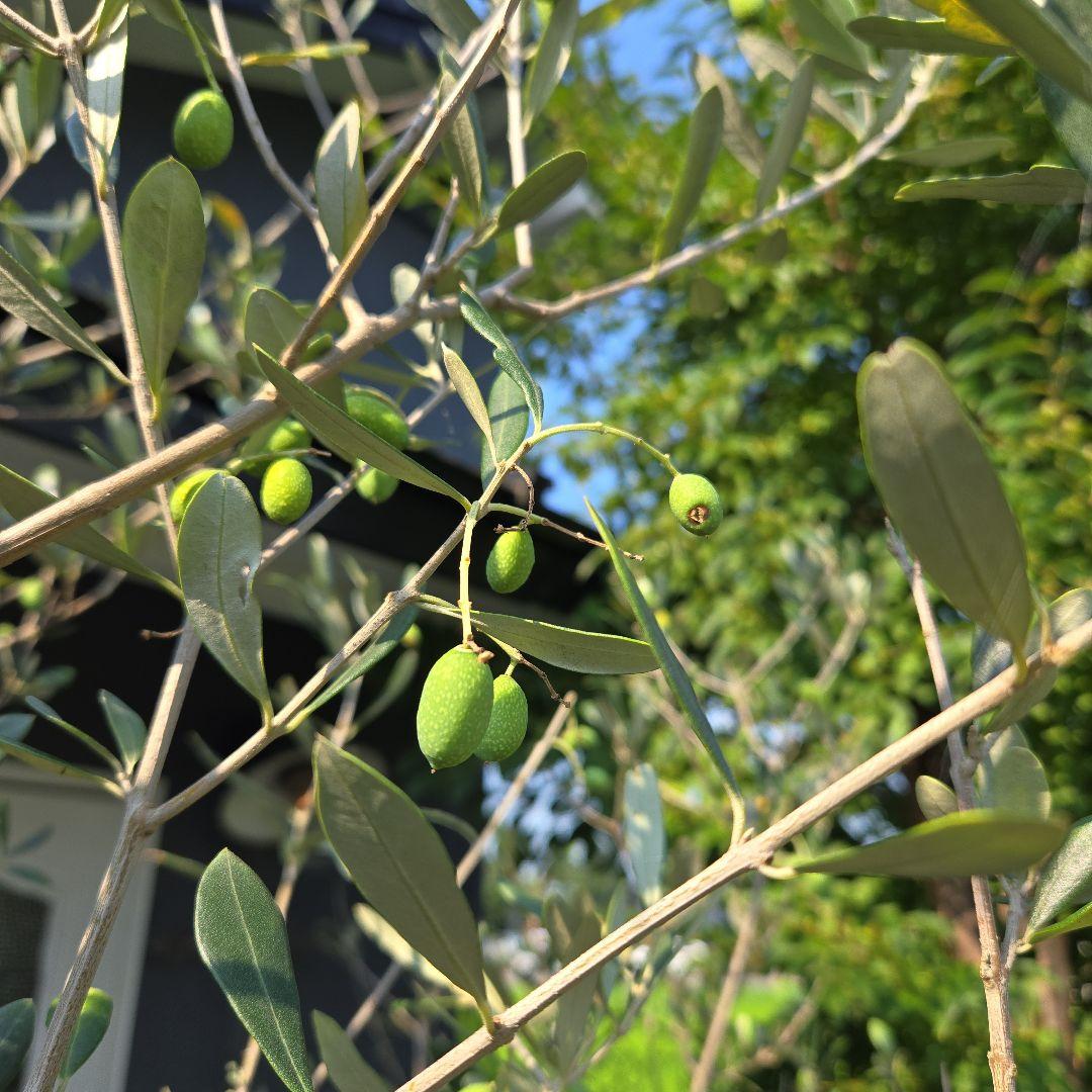 とりオリーブの木　【ルッカ】15号　特大苗木最高等級