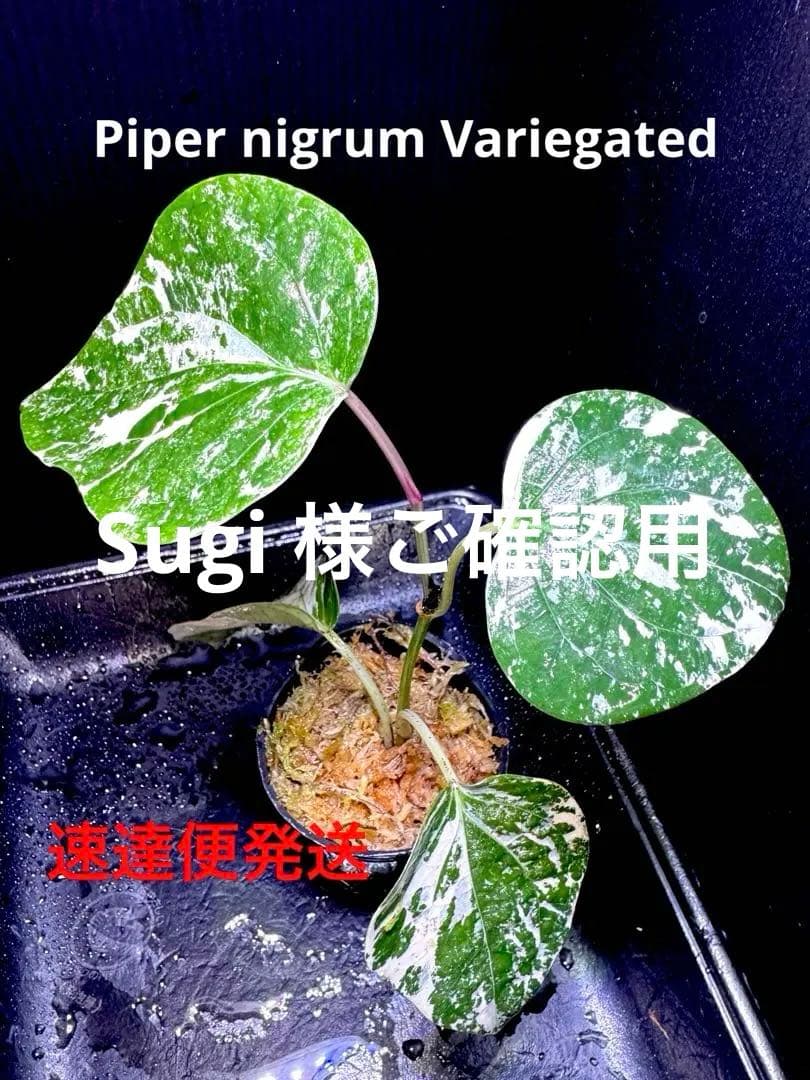 専用　超レア❣️斑入り　ピペル　Piper nigrum Variegated ❣️