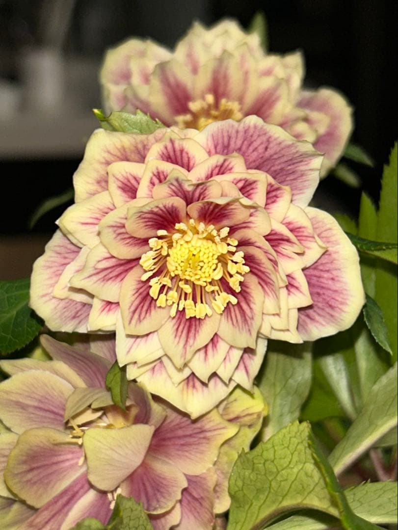 衛*様 クリスマスローズ開花株　ソレイユ　認定札付き