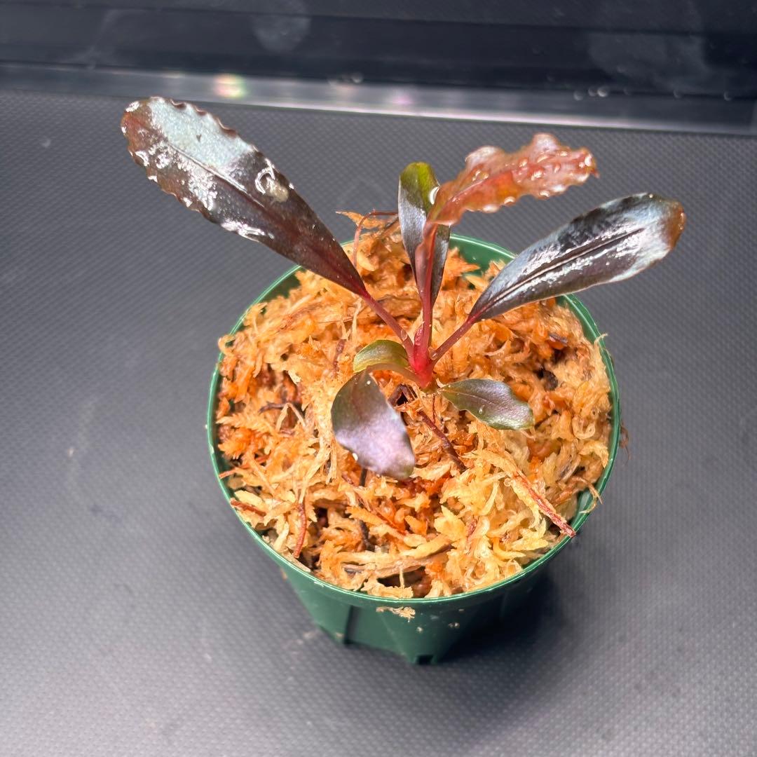 yuki様　検討用　ブセファランドラ sp. ブラウニーゴースト ナカモト