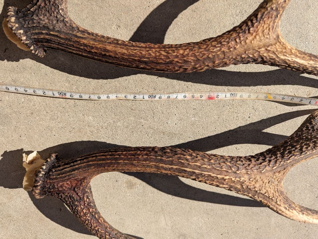 鹿の角．いいね！感謝セール〜(*^^*)