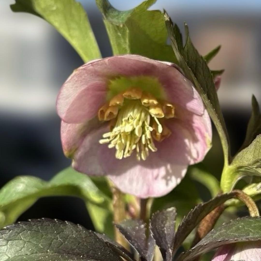 ポーセリンhyb. 大木ナーサリー　クリスマスローズ　タグ付き　現品　開花株