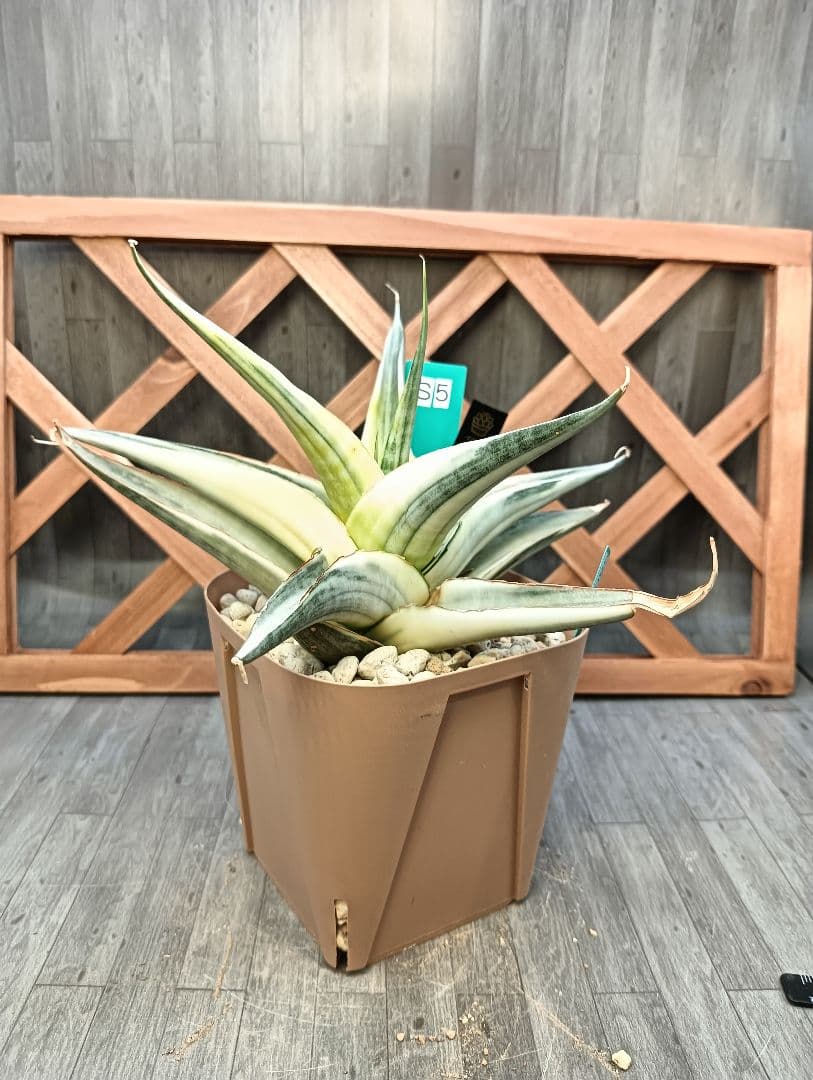 ☆S-5 超稀少 サンスベリア スノーホワイト 斑入り メルカリ発送