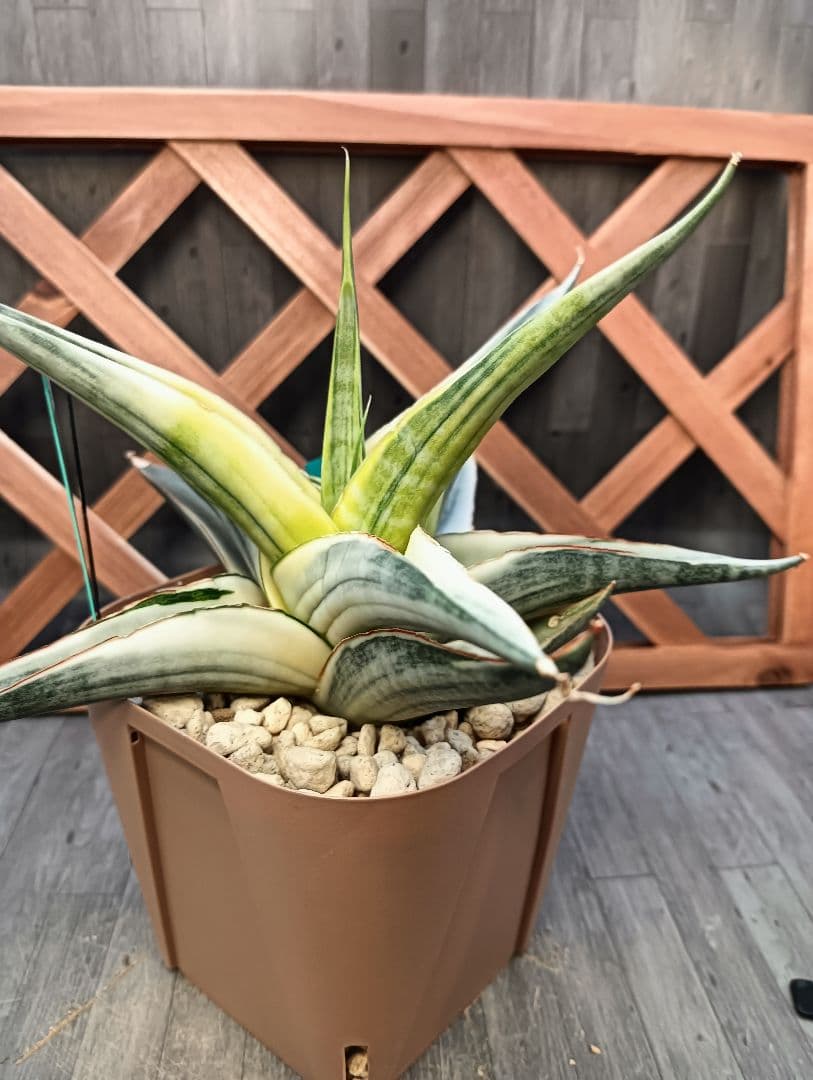 ☆S-5 超稀少 サンスベリア スノーホワイト 斑入り メルカリ発送