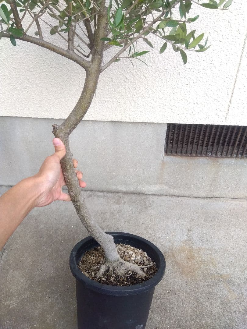 オリーブ　創樹　souju　ルッカ　8号鉢つき 幹太❗　⑧